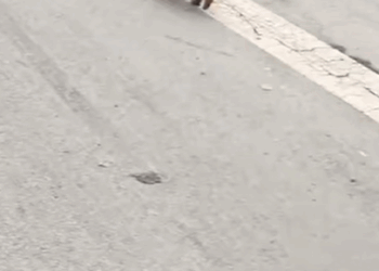 T0305008_Abused. Abandoned. But still wants to cuddle part2