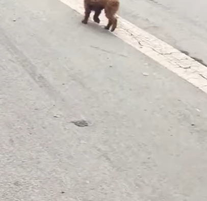 T0305008_Abused. Abandoned. But still wants to cuddle part2