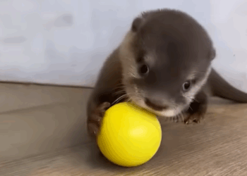 T0307054 Cute otter rescue rescueanimals animals animal part2