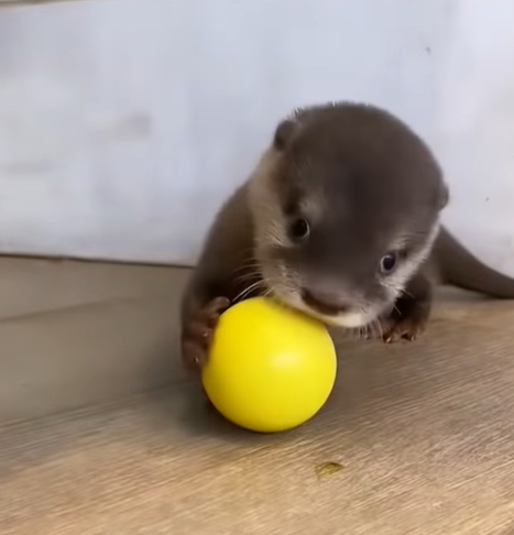 T0307054 Cute otter rescue rescueanimals animals animal part2