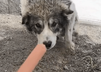 T0305017 Not broken part2