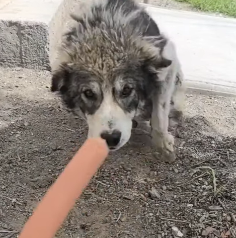 T0305017 Not broken part2