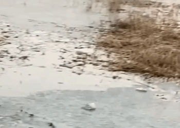 T0305005 OMG #pet #fyp #xuhuong #trending #dog #dogsoftiktok #petsoftiktok part2