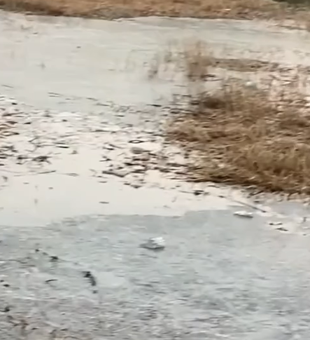 T0305005 OMG #pet #fyp #xuhuong #trending #dog #dogsoftiktok #petsoftiktok part2