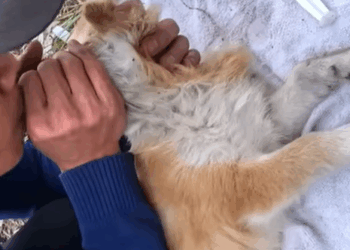 T0307051 Rescue puppy animals animalsoftiktok part2