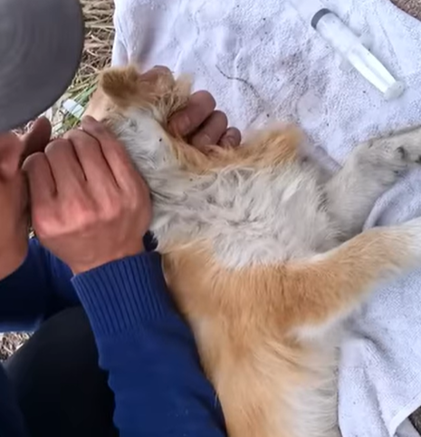 T0307051 Rescue puppy animals animalsoftiktok part2