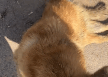 T0305004 Poor dog #pet #fyp #xuhuong #trending #dog #dogsoftiktok #petsoftiktok part2