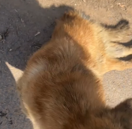 T0305004 Poor dog #pet #fyp #xuhuong #trending #dog #dogsoftiktok #petsoftiktok part2