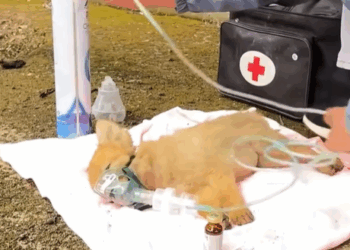 T0307046 Rescued dog that had mistakenly eaten pesticides part2