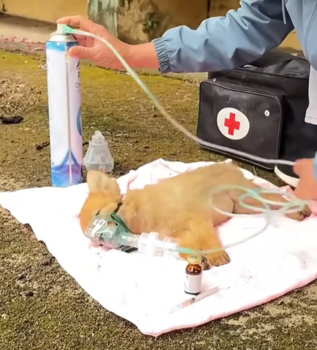 T0307046 Rescued dog that had mistakenly eaten pesticides part2