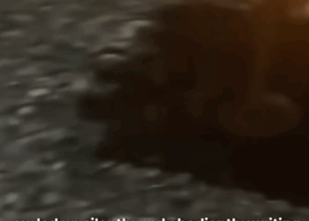 T1707025 His Owner Abandoned Him Without Food or Water But He Never Gave Up Hope part2