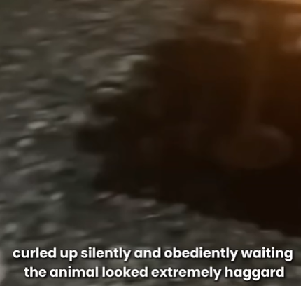 T1707025 His Owner Abandoned Him Without Food or Water But He Never Gave Up Hope part2