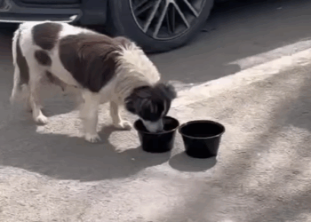 T0305006 Poor dog 💔 #pet #fyp #xuhuong #trending #dog #dogsoftiktok #petsoftiktok part2