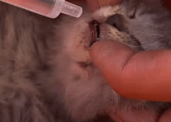 T1307007 miracle little kitten that had stopped breathing and was all sti part2