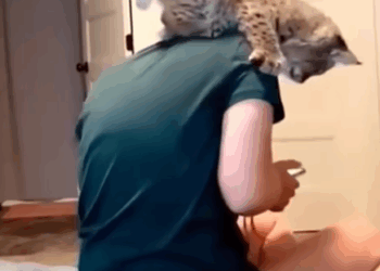 T0307021 Couple finds stray bobcat bobcat babybobcat bobcatsoftiktok catso part2