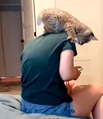 T0307021 Couple finds stray bobcat bobcat babybobcat bobcatsoftiktok catso part2