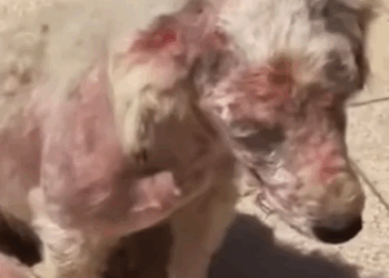 T1707028 Abandoned Dog Looks Pathetic Heartbreaking Rescue and Transformation part2