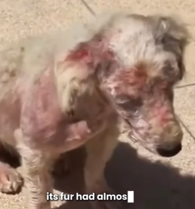 T1707028 Abandoned Dog Looks Pathetic Heartbreaking Rescue and Transformation part2