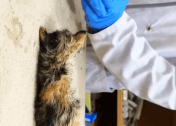 T0307067 The poor kitten was abandoned and was rescued by family in time part2