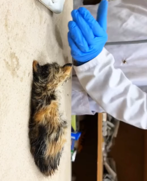 T0307067 The poor kitten was abandoned and was rescued by family in time part2