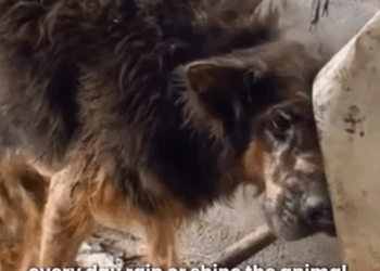 T1707029 Dog Abandoned and Left Behind Heartbreaking Rescue and New Beginning part2