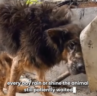 T1707029 Dog Abandoned and Left Behind Heartbreaking Rescue and New Beginning part2