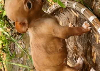 T0307062 Is this an arrangement or coincidence but the people who saved the part2