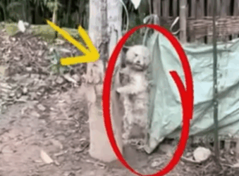 T1707027 Most Walked Around It But She Stopped and Saved What Others Saw as Just Puddle part2