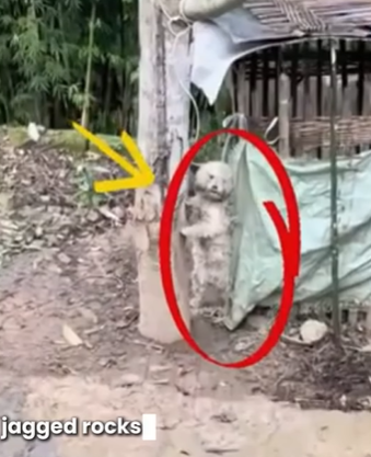 T1707027 Most Walked Around It But She Stopped and Saved What Others Saw as Just Puddle part2