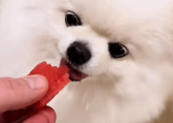 T0307053 Rescue a puppy rescue rescueanimals rescuedog part2