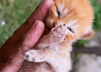 T1707015 Rescue family of cats animal animalsoftiktok rescueanimals rescue part2