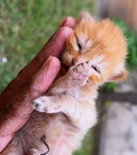 T1707015 Rescue family of cats animal animalsoftiktok rescueanimals rescue part2