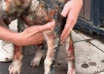 T1707014 Rescue a puppy animal animalsoftiktok rescueanimals rescue puppy part2