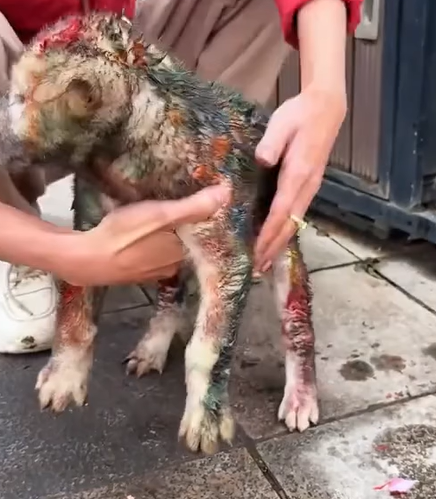 T1707014 Rescue a puppy animal animalsoftiktok rescueanimals rescue puppy part2