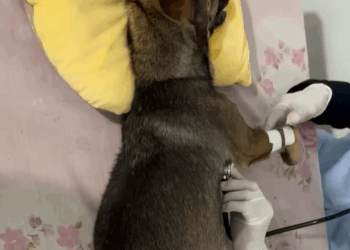 T0307049 Rescue family dog animals animalsoftiktok part2