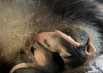 T1707017 Rescue opossum about to give birth on the road rescue animal part2