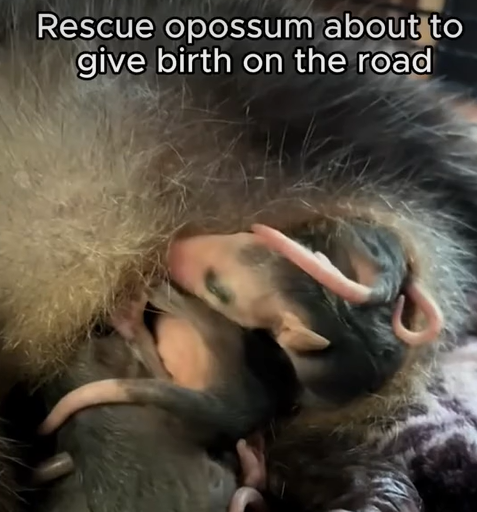 T1707017 Rescue opossum about to give birth on the road rescue animal part2