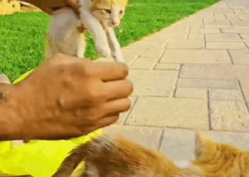 T0307040 couldn believe that in that bag were kittens and then part2