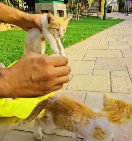 T0307040 couldn believe that in that bag were kittens and then part2