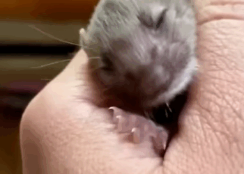 T1707011 Found a baby weasel in a puddle the girl took it home to raise rescue animal rescueanimals anim part2