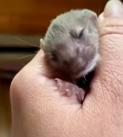 T1707011 Found a baby weasel in a puddle the girl took it home to raise rescue animal rescueanimals anim part2