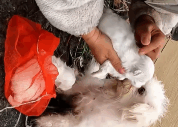 T0307048 The girl rescue family dog on the road part2