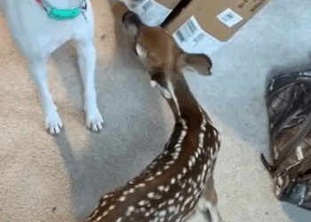T1707019 My white dog brought deer home and made friends with it rescue part2
