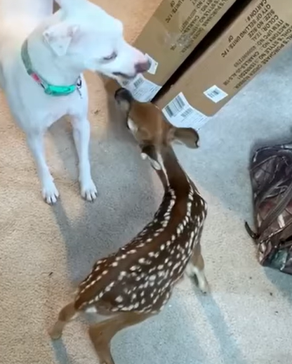 T1707019 My white dog brought deer home and made friends with it rescue part2