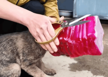 T0307050 Rescue baby dog on the road animals part2