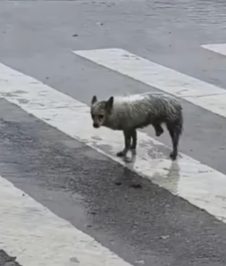 T1707026 He Was Lost Broken and Alone Until One Act of Kindness Changed His Life Forever part2