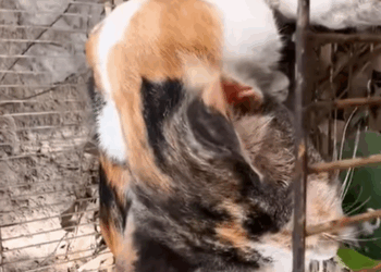 T0307065 Rescue family of stray cats and help them find new home part2