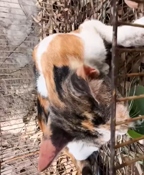 T0307065 Rescue family of stray cats and help them find new home part2