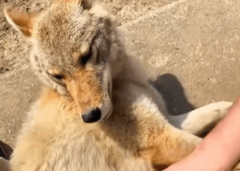 T0307058 You will be surprised by the coyote loyalty to the benefactor who part2