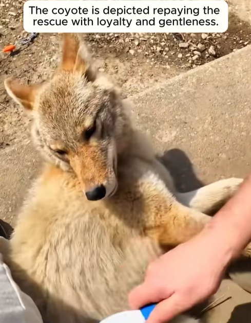 T0307058 You will be surprised by the coyote loyalty to the benefactor who part2